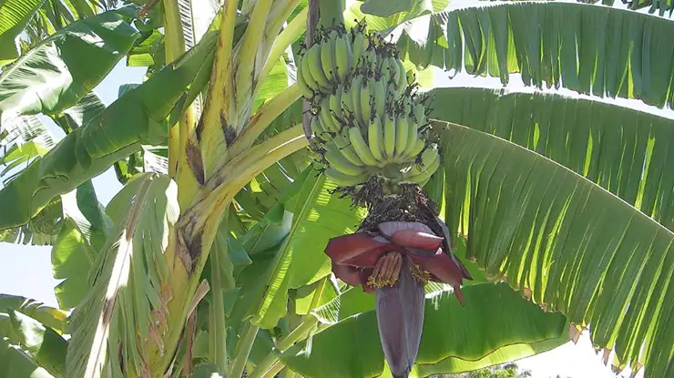 waktu pohon pisang berbuah