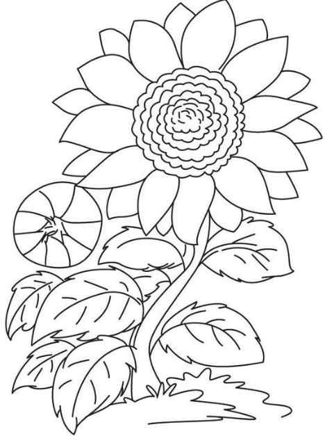 Gambar Bunga Matahari 1