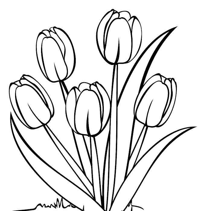 Gambar Bunga Tulip Ungu 1